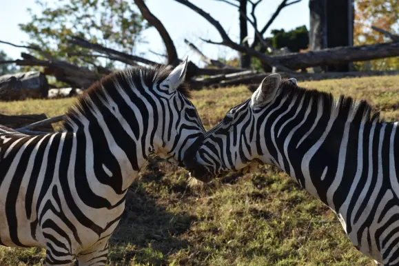 Cazino Hot Line Cazinou Suport